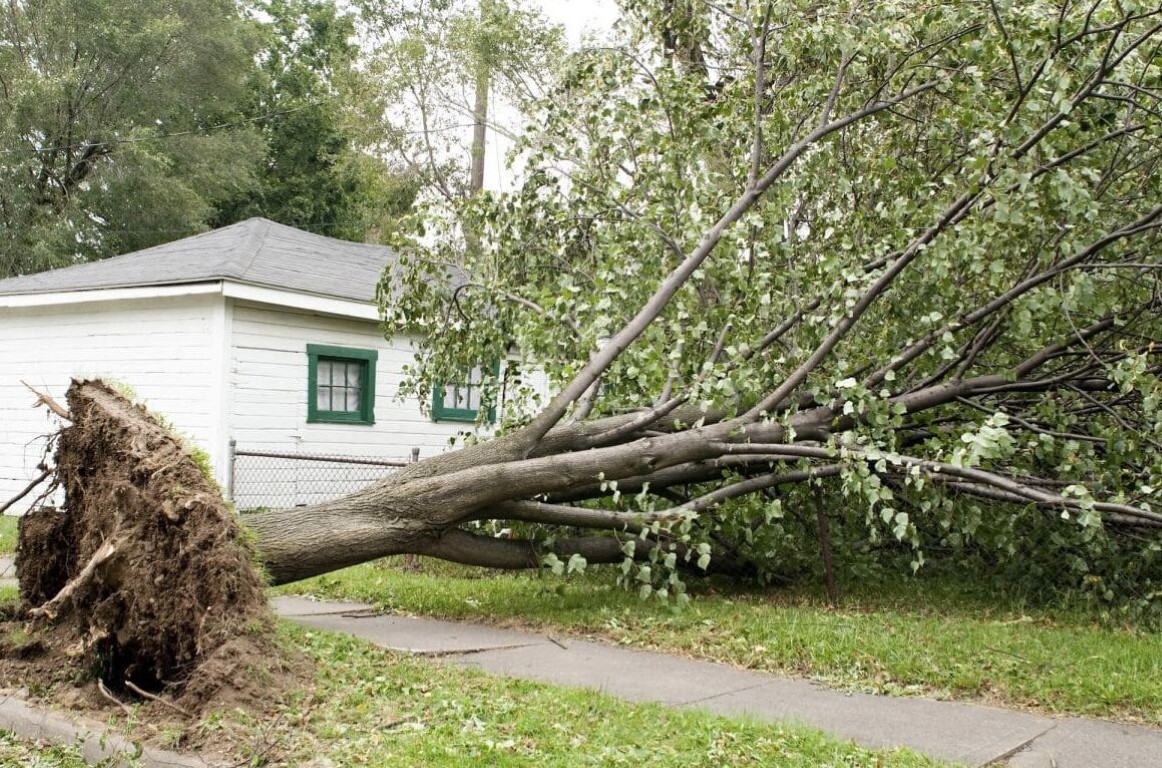 Emergency tree removal services after storm damage in Roswell, NM