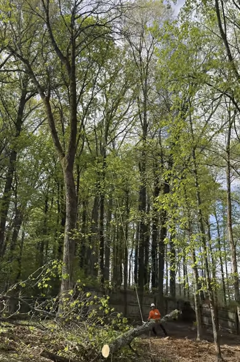 Professional tree removal service in Roswell, NM